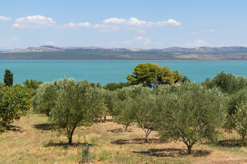 olive grove in crete