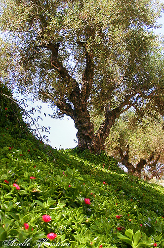 olive tree